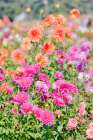 USA, Oregon. Dahlias in summer bloom. Art Print